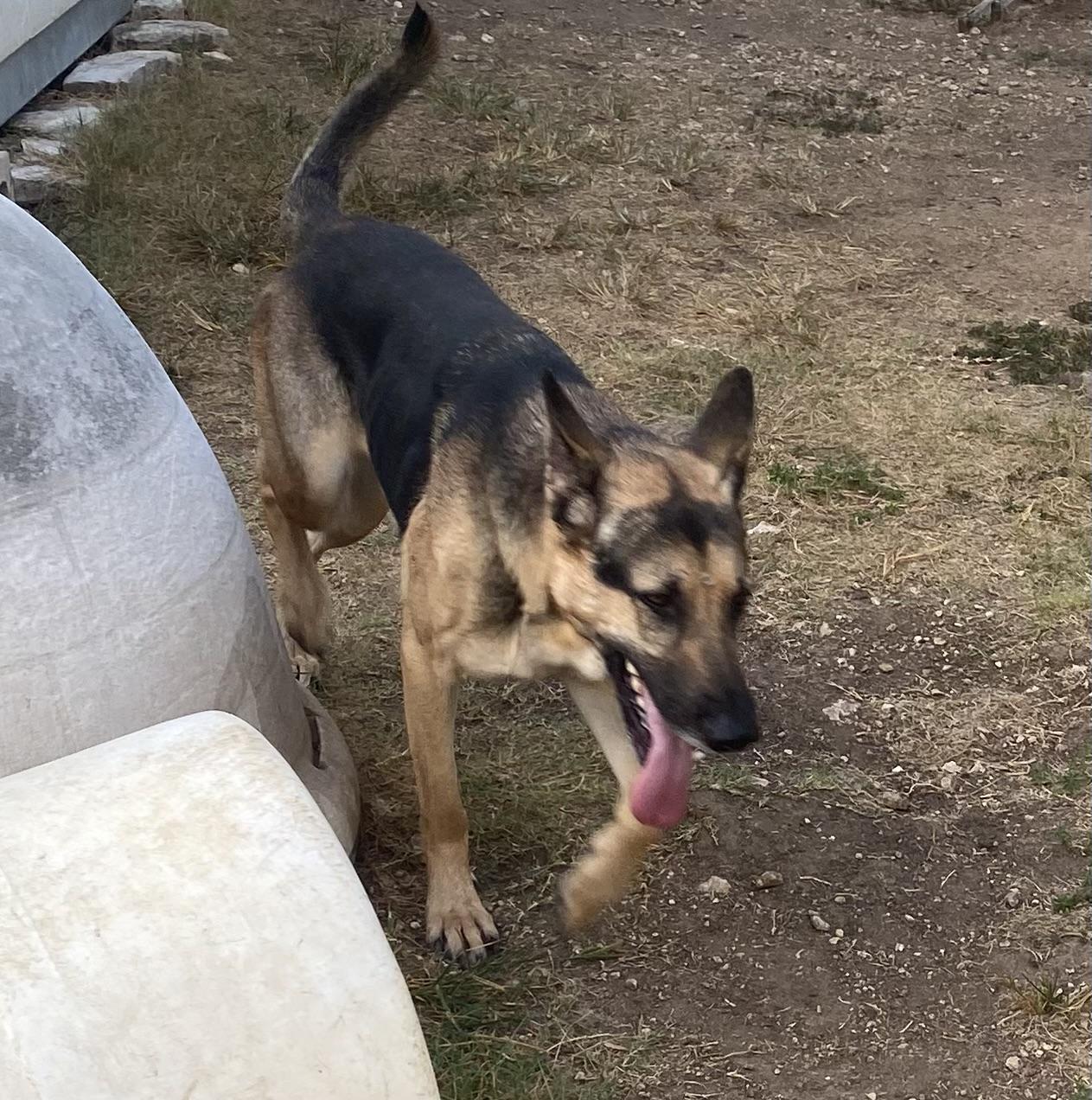 Sergeant, adopted, Young Male German Shepherd Dog.