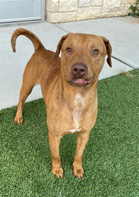 WILLY, Adoptable, Young Male Labrador Retriever & Pit Bull Terrier.