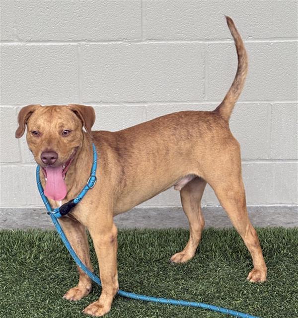 WILLY, Adoptable, Young Male Labrador Retriever & Pit Bull Terrier.