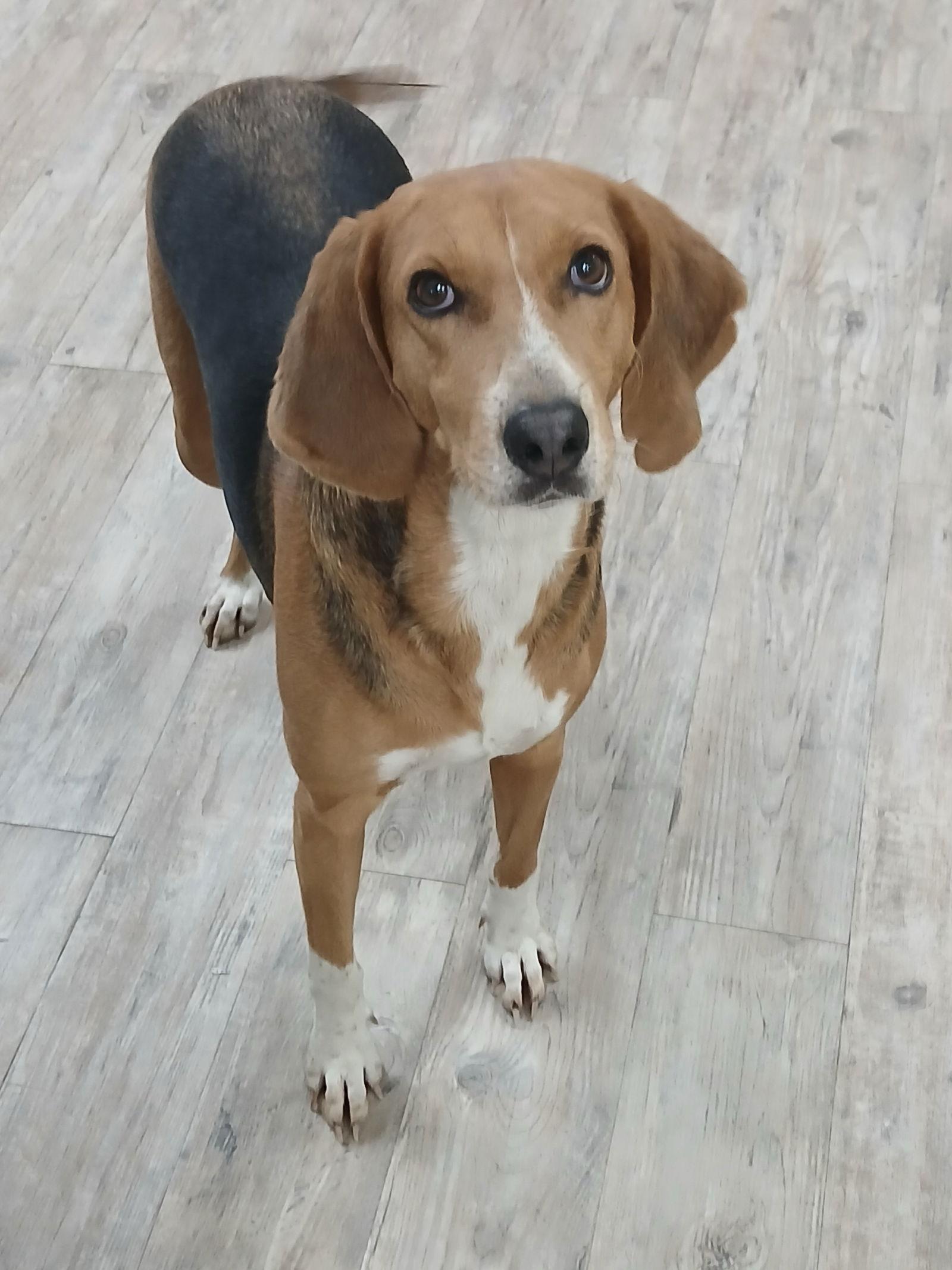 Enlarge Clover, a Adoptable Hound in Winton, NC image 2/3