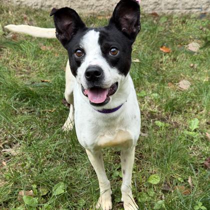 Enlarge Darling, a Adoptable mixed breed in Voorhees, NJ image 1/3