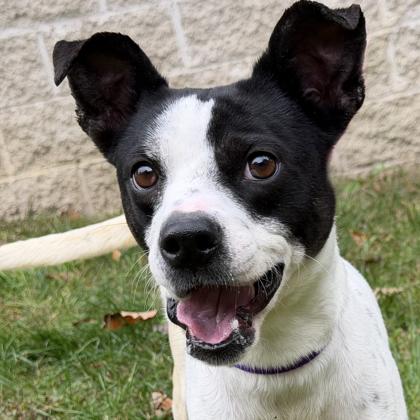 Enlarge Darling, a Adoptable mixed breed in Voorhees, NJ image 2/3