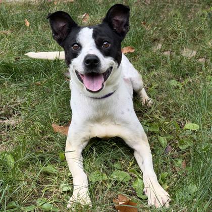 Enlarge Darling, a Adoptable mixed breed in Voorhees, NJ image 3/3