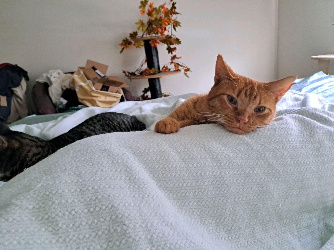 Jaq, Adoptable, Adult Male Domestic Short Hair.