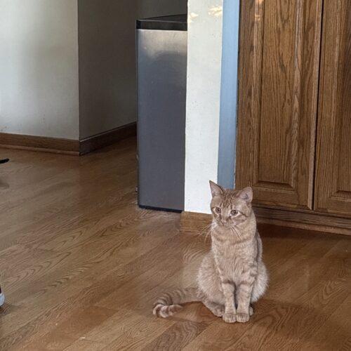 Jaq, Adoptable, Adult Male Domestic Short Hair.