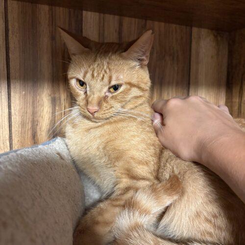 Jaq, Adoptable, Adult Male Domestic Short Hair.