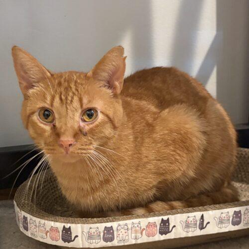 Enlarge Jaq, a Adoptable Domestic Short Hair in New Market, MN image 3/6