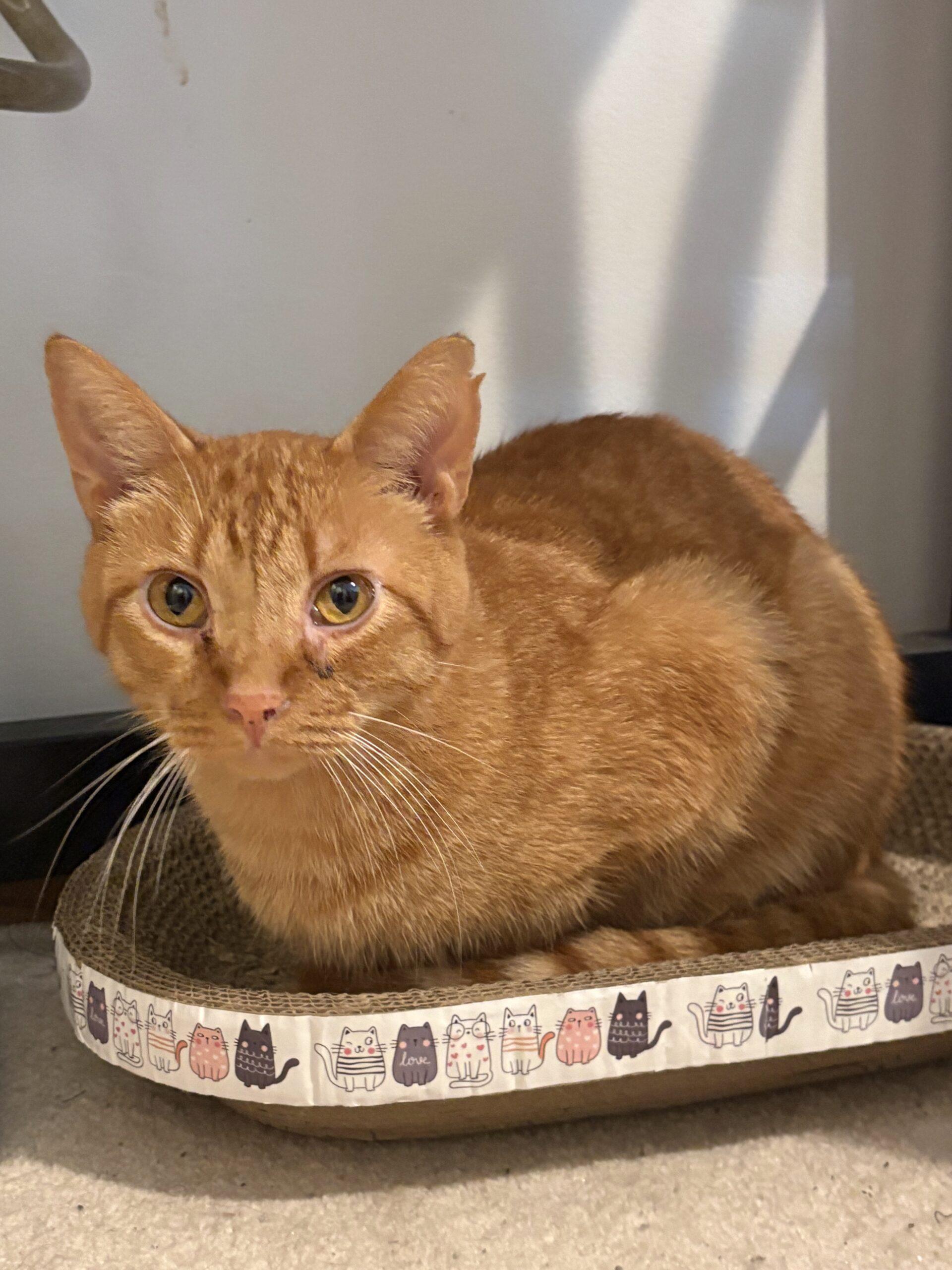 Enlarge Jaq, a Adoptable Domestic Short Hair in New Market, MN image 3/6