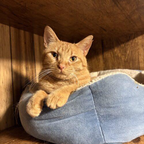 Enlarge Jaq, a Adoptable Domestic Short Hair in New Market, MN image 4/6