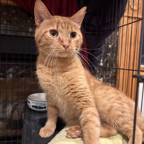 Enlarge Jaq, a Adoptable Domestic Short Hair in New Market, MN image 5/6