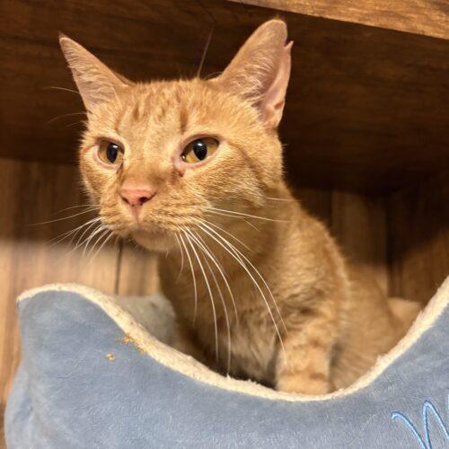 Enlarge Jaq, a Adoptable Domestic Short Hair in New Market, MN image 6/6