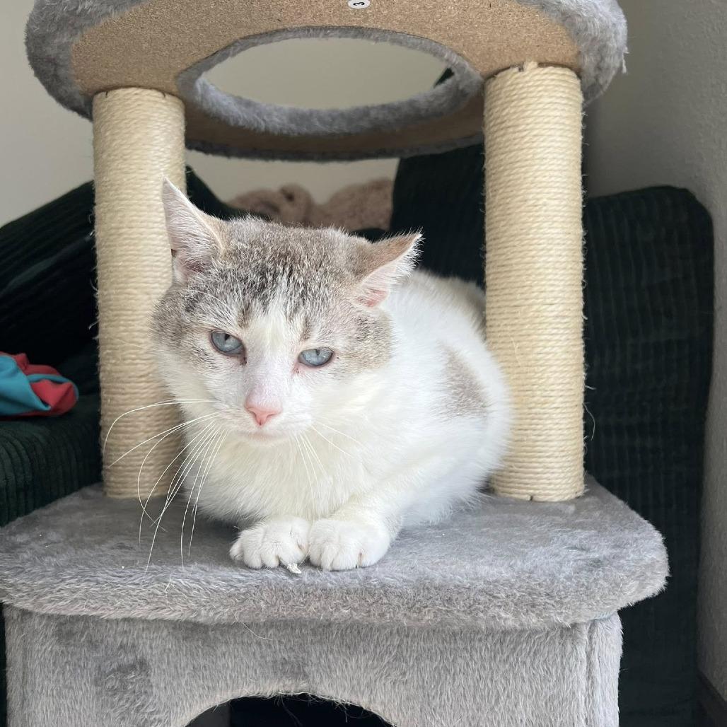 Shane, Adoptable, Adult Male Domestic Short Hair.