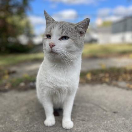 Enlarge Shane, a Adoptable mixed breed in Indianapolis, IN image 2/4
