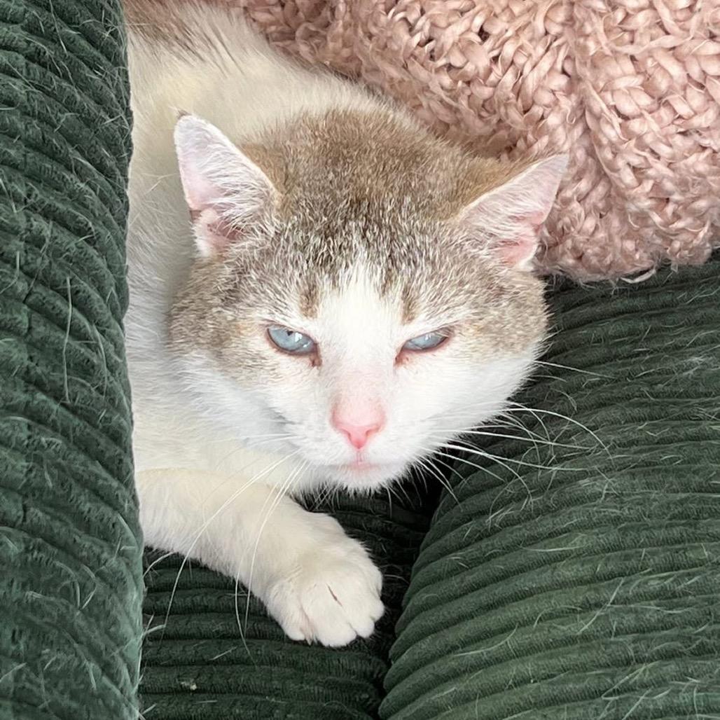 Enlarge Shane, a Adoptable mixed breed in Indianapolis, IN image 3/6