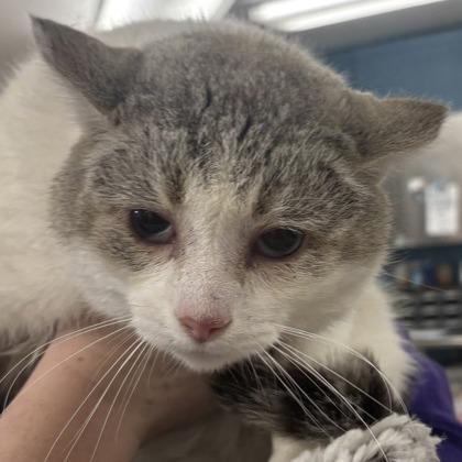 Enlarge Shane, a Adoptable mixed breed in Indianapolis, IN image 3/4