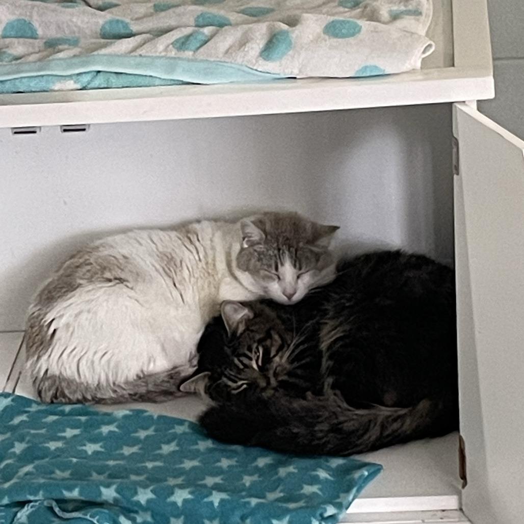 Enlarge Shane, a Adoptable mixed breed in Indianapolis, IN image 4/4