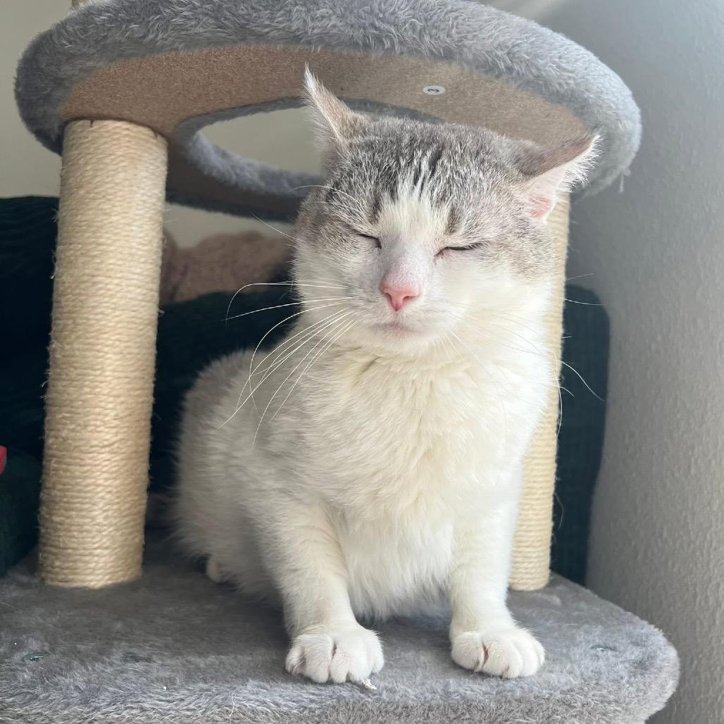 Enlarge Shane, a Adoptable mixed breed in Indianapolis, IN image 6/6