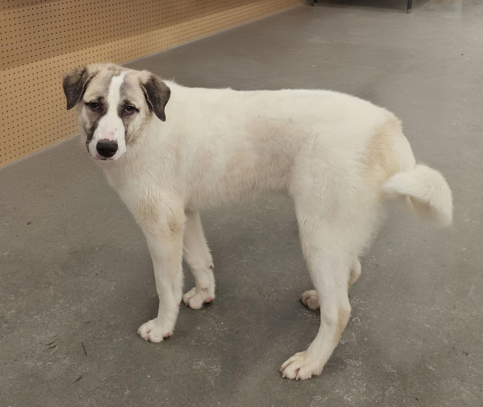 Titan- MEET ME 2/21, Adoptable, Adult Male Great Pyrenees & Anatolian Shepherd.