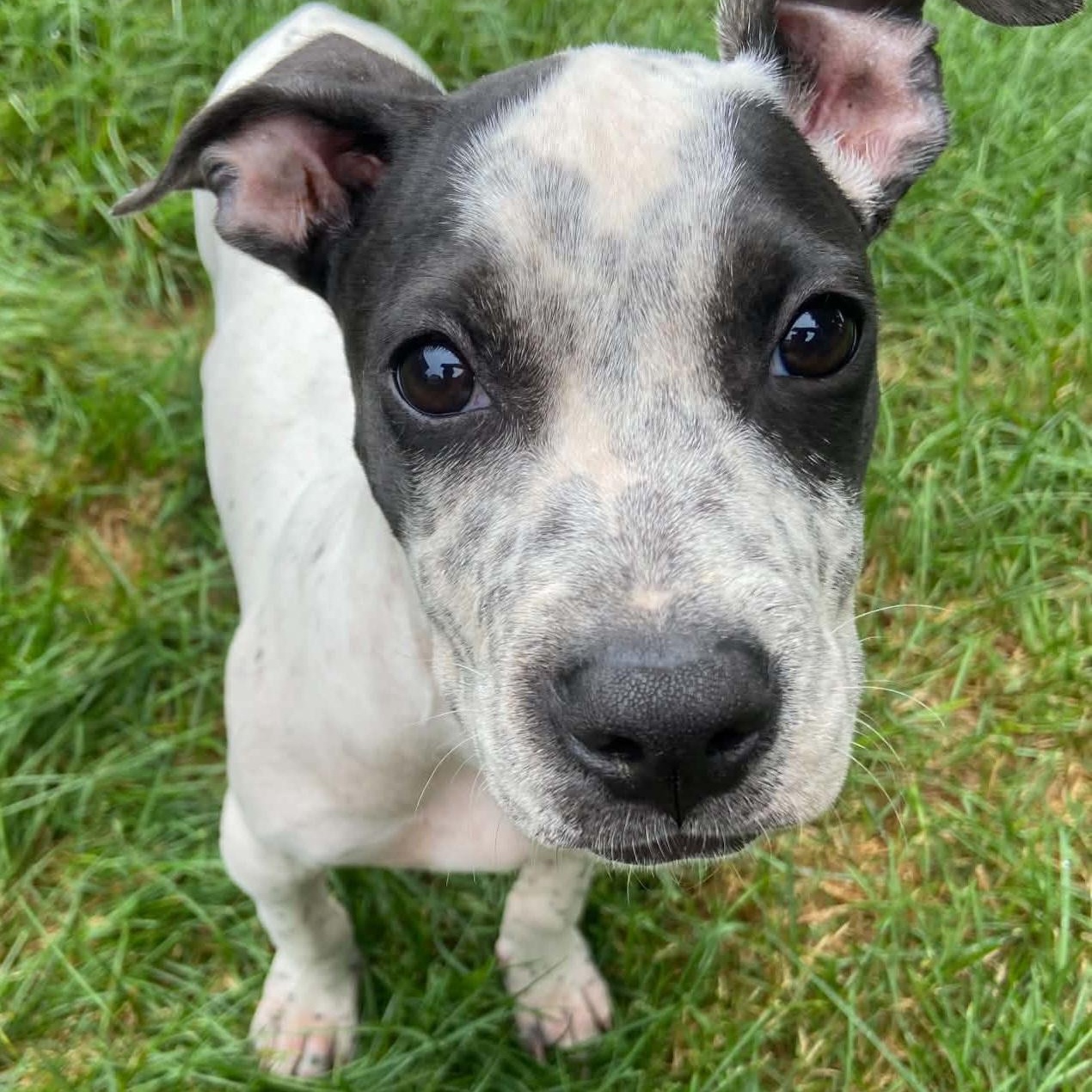 Jules, a ADOPTABLE Mixed Breed in Cedar Rapids, IA image 4/6