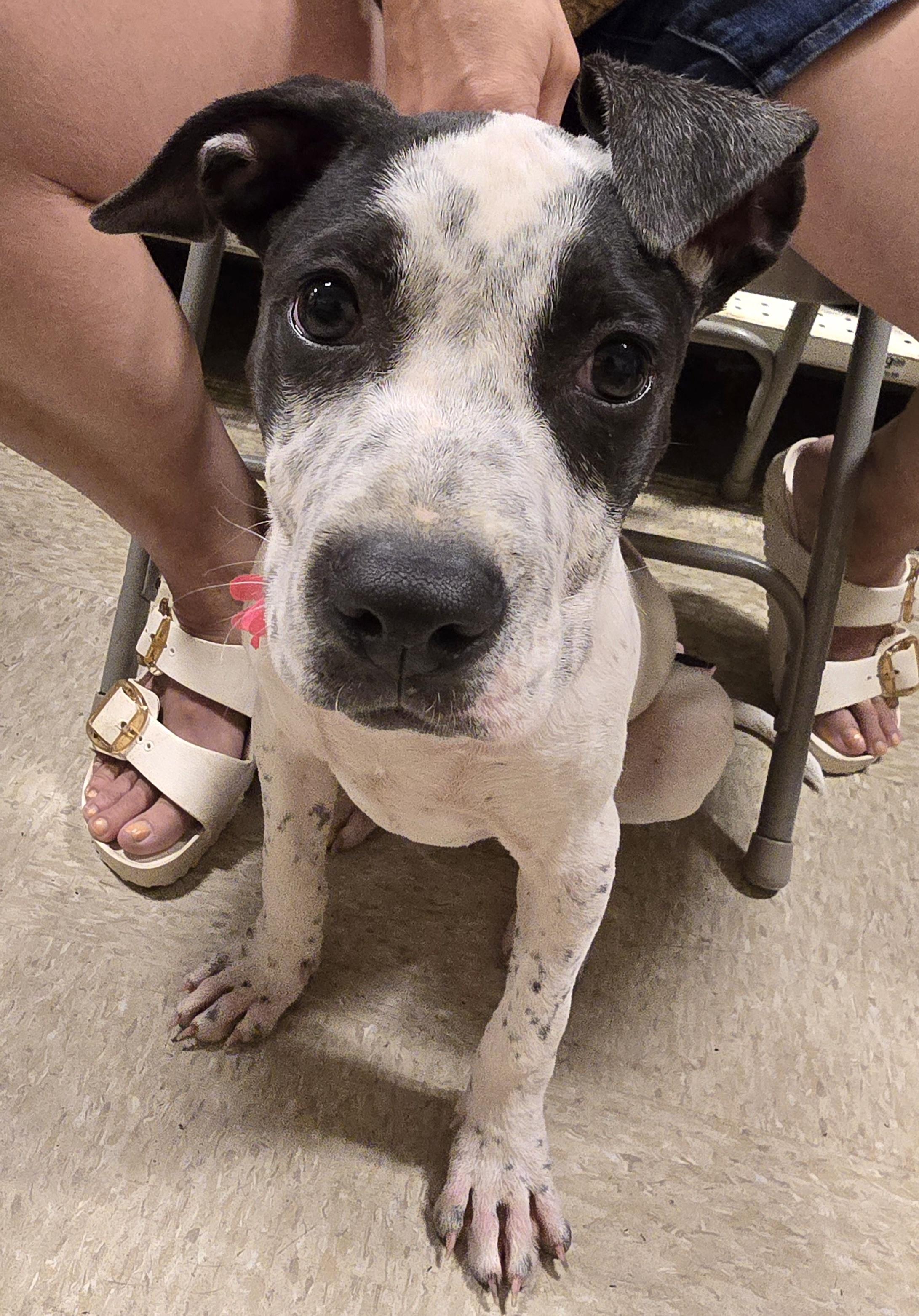 Jules, a ADOPTABLE Mixed Breed in Cedar Rapids, IA image 2/6