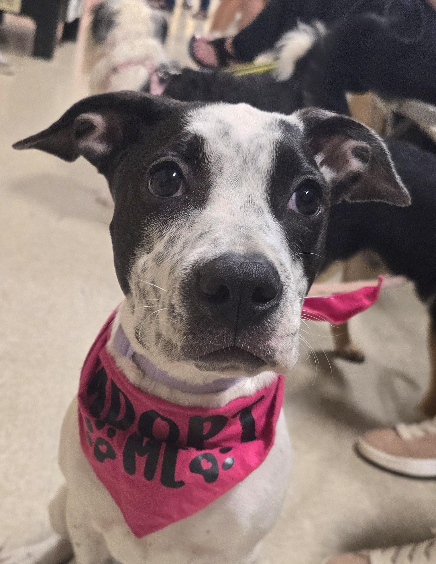 Enlarge Jules, a Adoptable Mixed Breed in Cedar Rapids, IA image 2/6