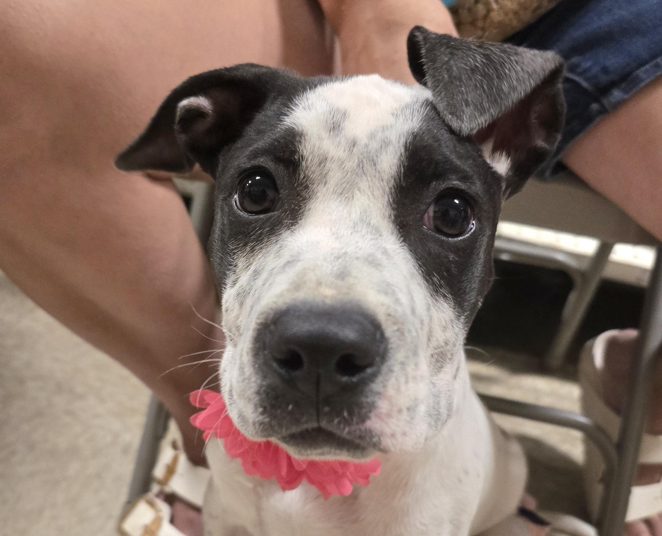 Jules, ADOPTABLE, Puppy Female Mixed Breed.