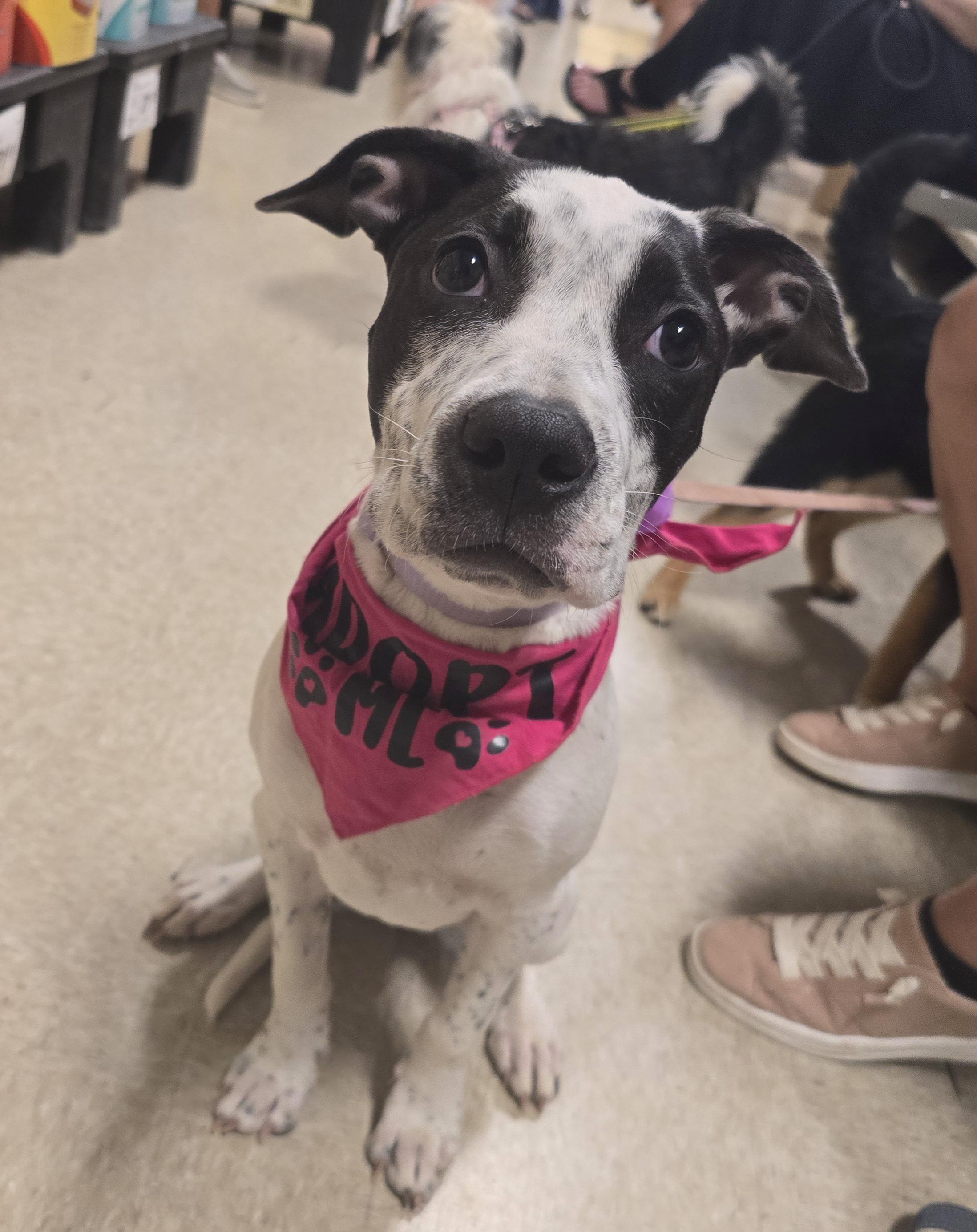 Enlarge Jules, a Adoptable Mixed Breed in Cedar Rapids, IA image 1/6