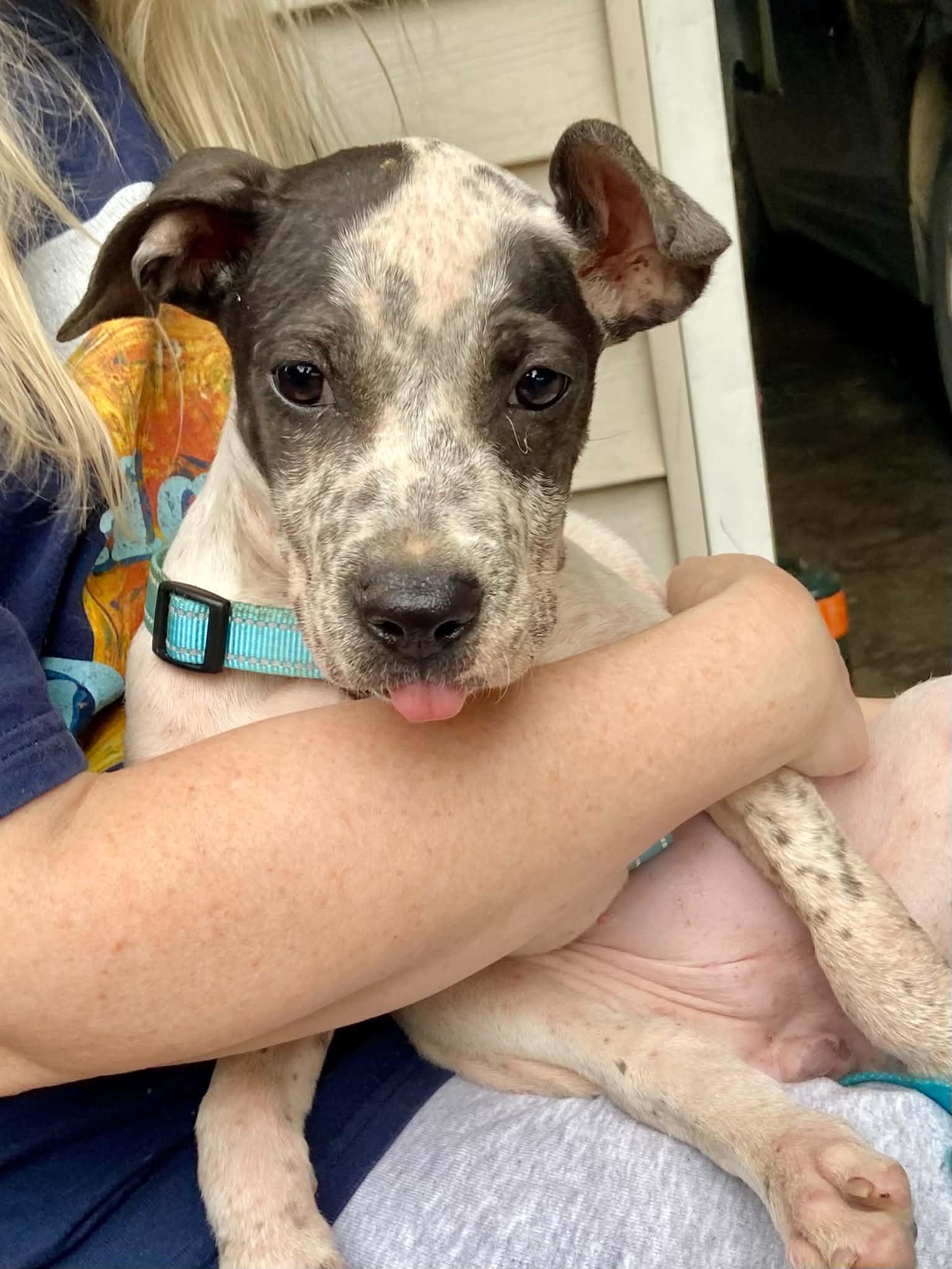Jules, a ADOPTABLE Mixed Breed in Cedar Rapids, IA image 5/6