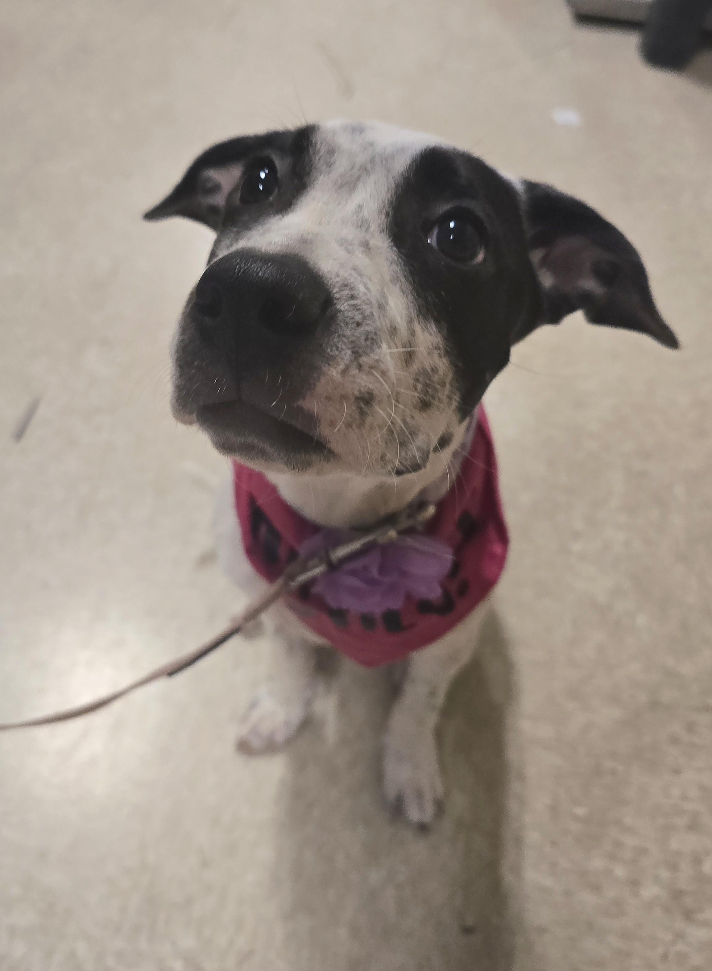 Enlarge Jules, a Adoptable Mixed Breed in Cedar Rapids, IA image 3/6