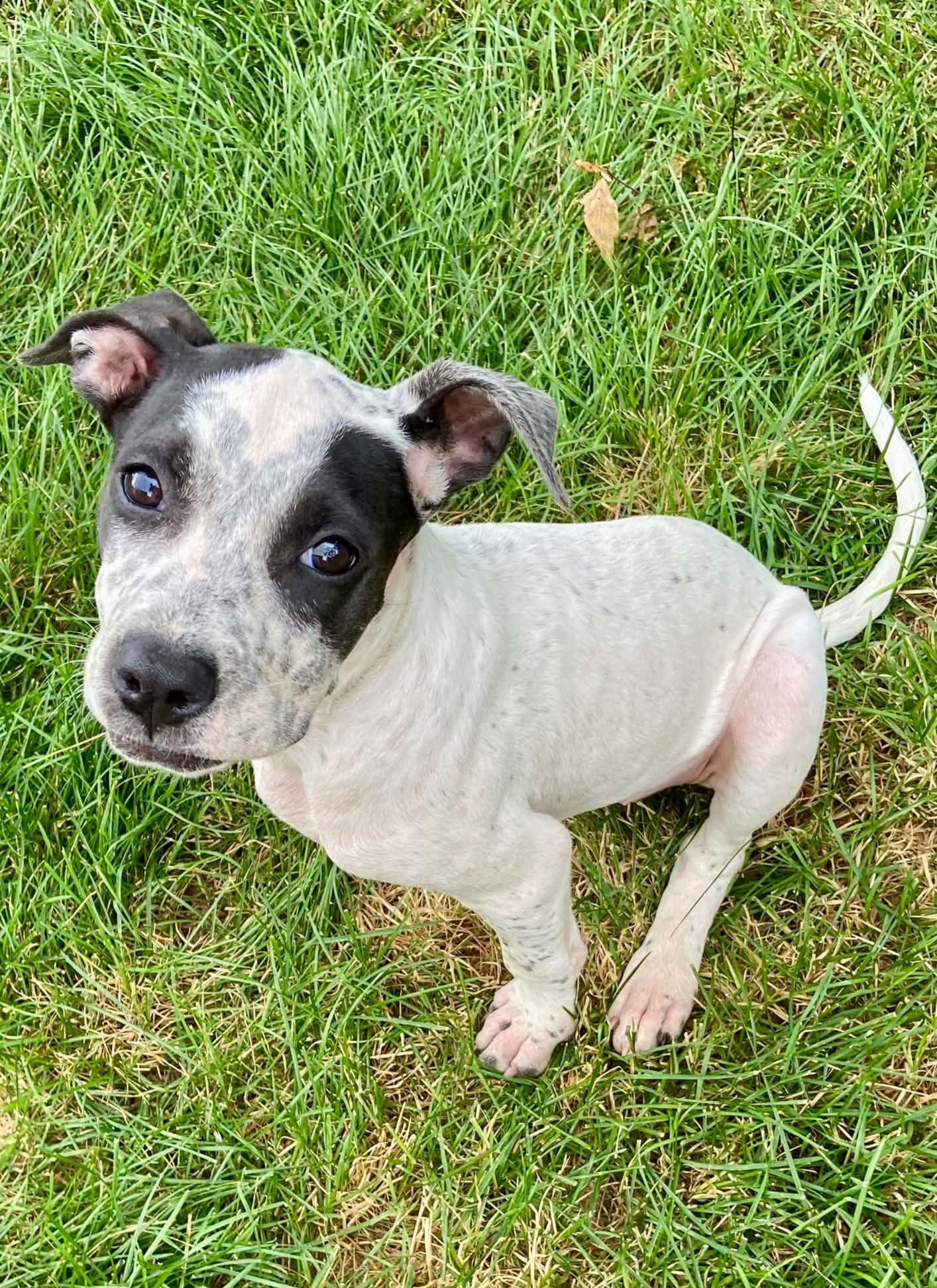 Jules, a ADOPTABLE Mixed Breed in Cedar Rapids, IA image 6/6