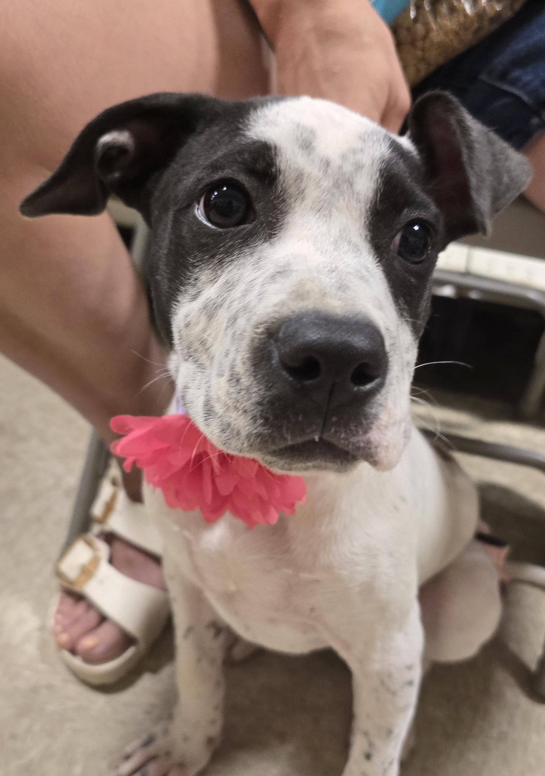 Jules, a ADOPTABLE Mixed Breed in Cedar Rapids, IA image 3/6