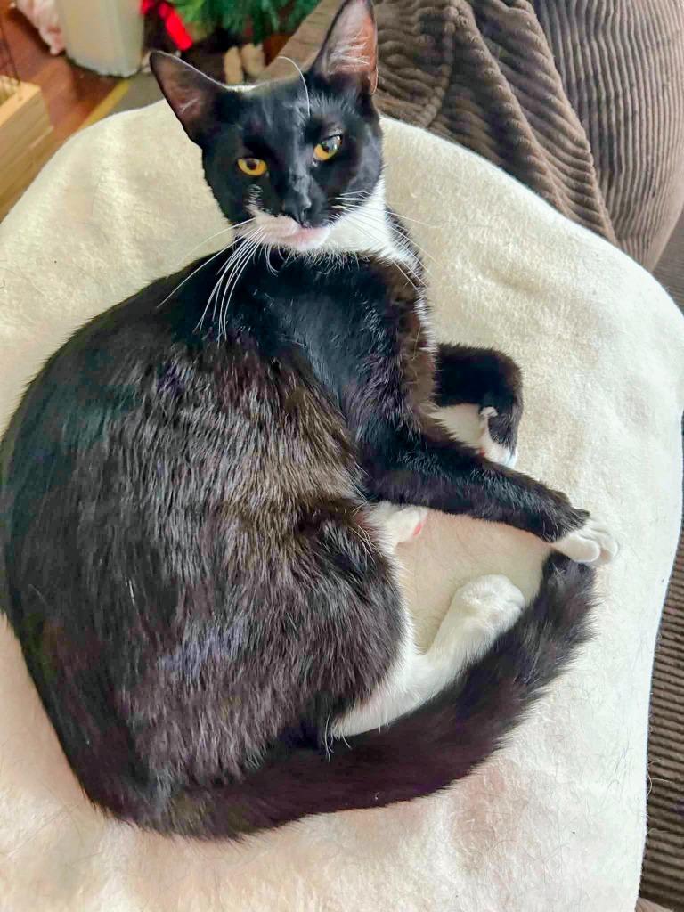 Enlarge Oreo, a Adoptable American Shorthair in Hagaman, NY image 2/6