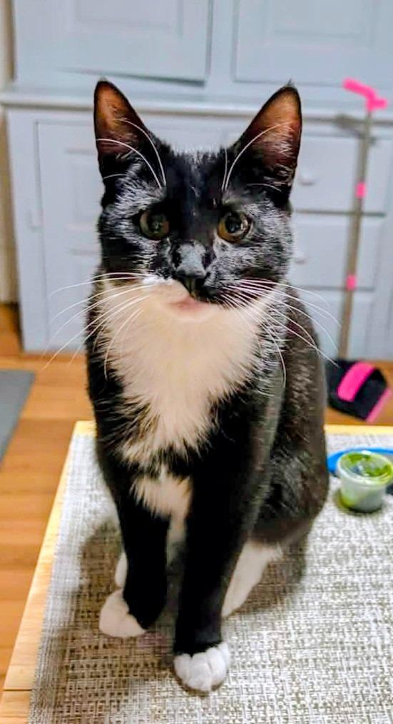 Enlarge Oreo, a Adoptable American Shorthair in Hagaman, NY image 2/5