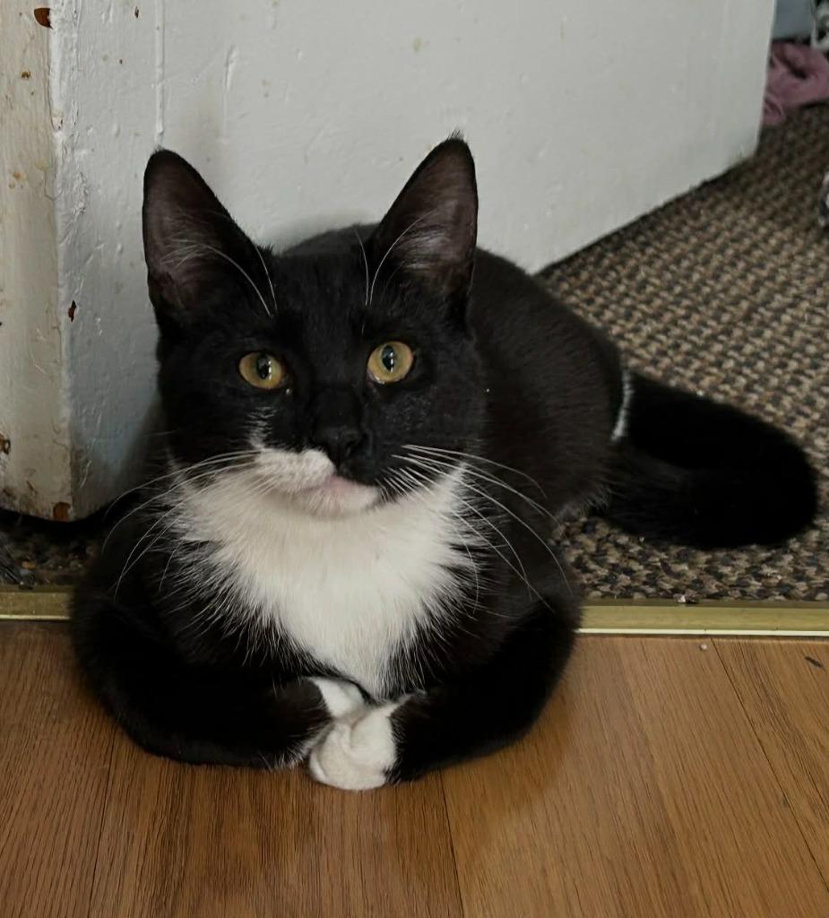 Enlarge Oreo, a Adoptable American Shorthair in Hagaman, NY image 3/5