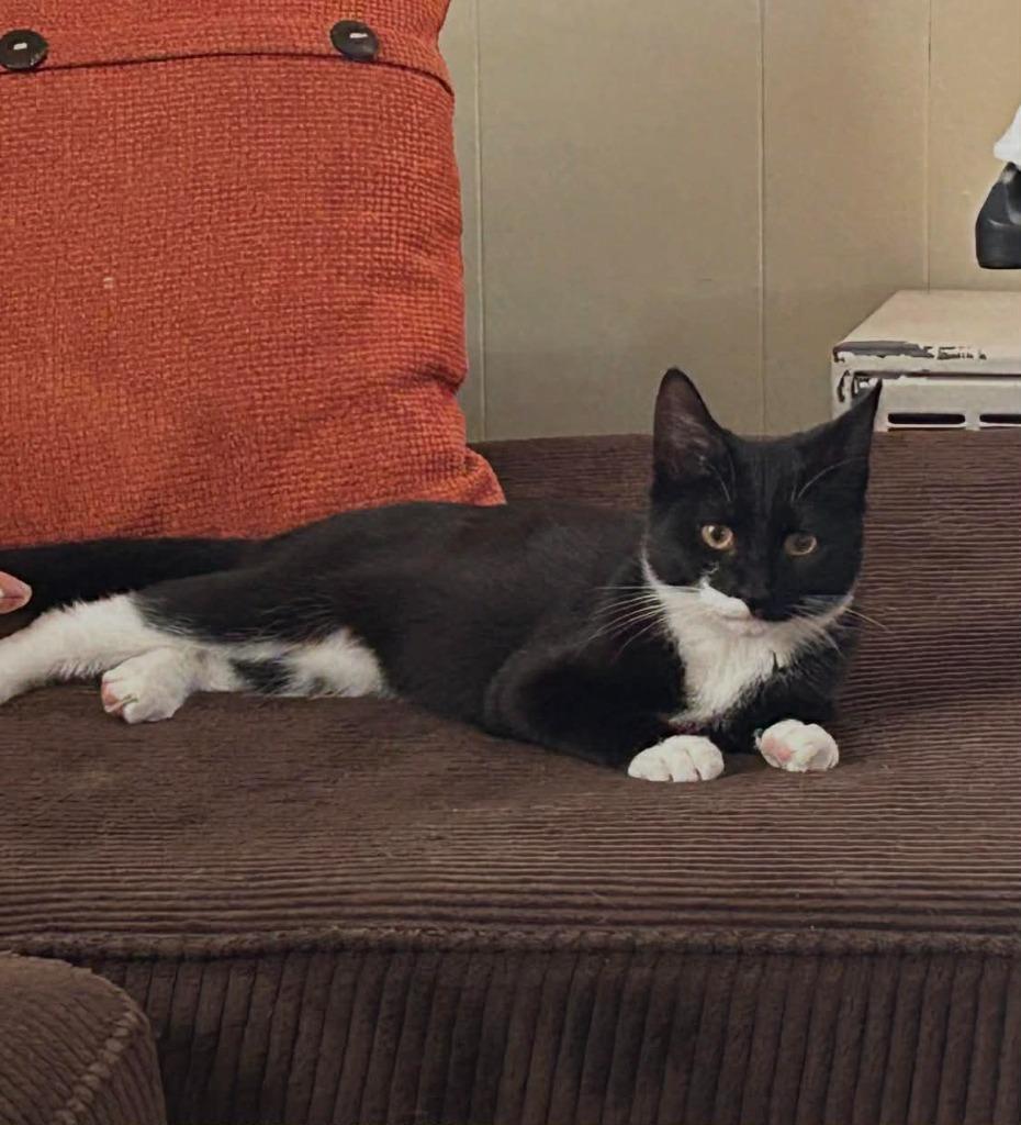 Enlarge Oreo, a Adoptable American Shorthair in Hagaman, NY image 2/3