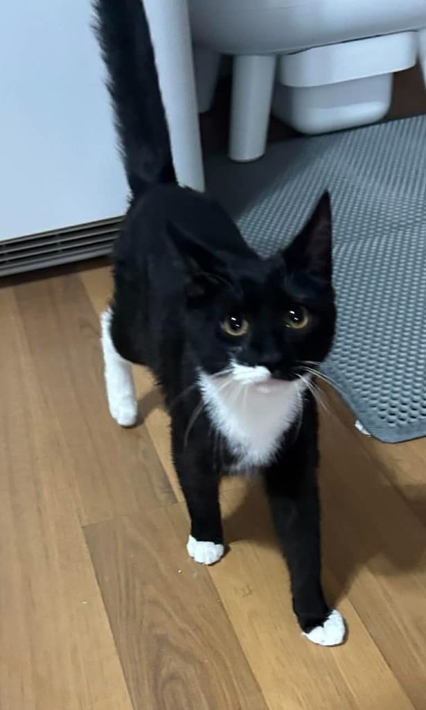 Enlarge Oreo, a Adoptable American Shorthair in Hagaman, NY image 3/3