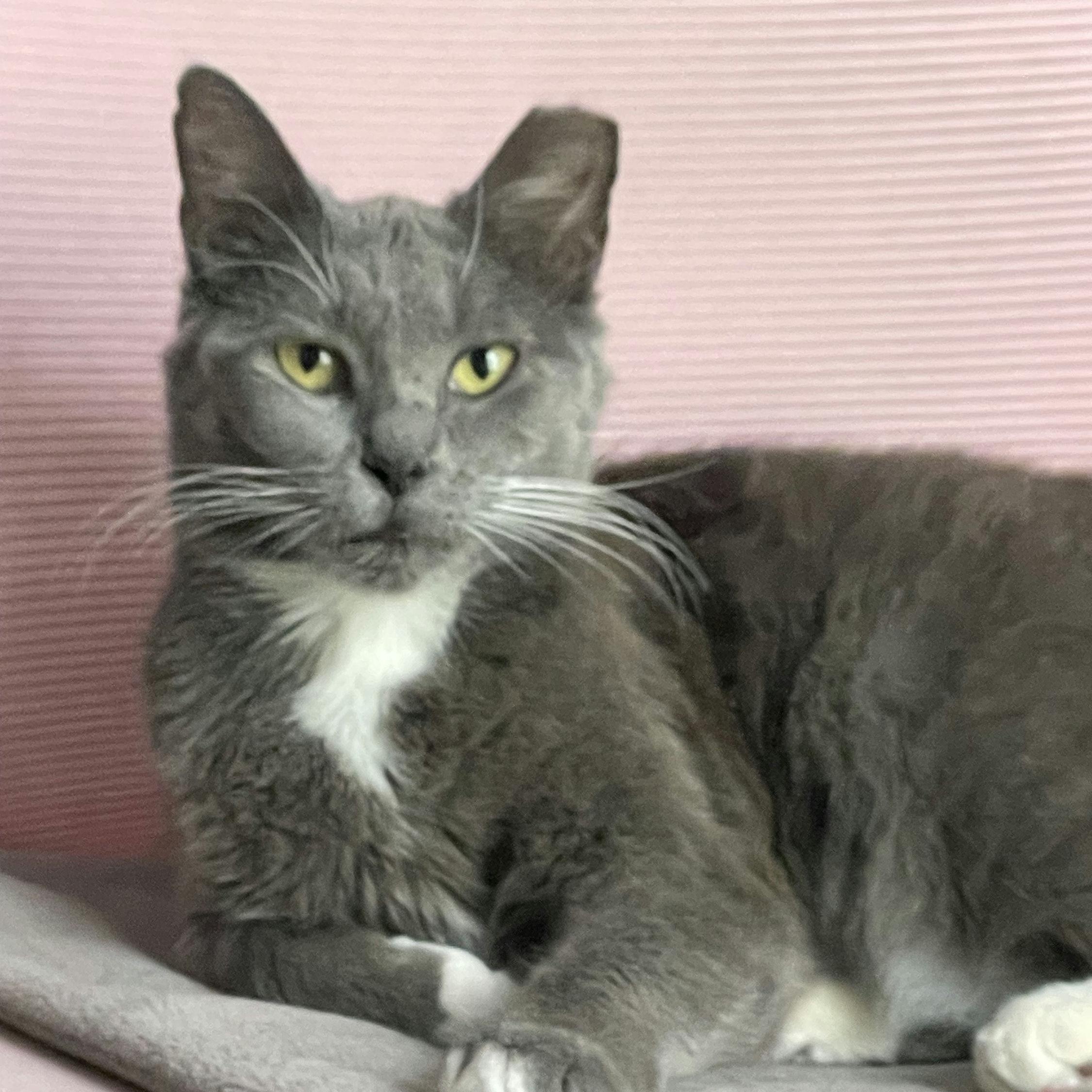 Enlarge Honey Bunny, a ADOPTABLE Domestic Short Hair in Houston, TX image 2/6