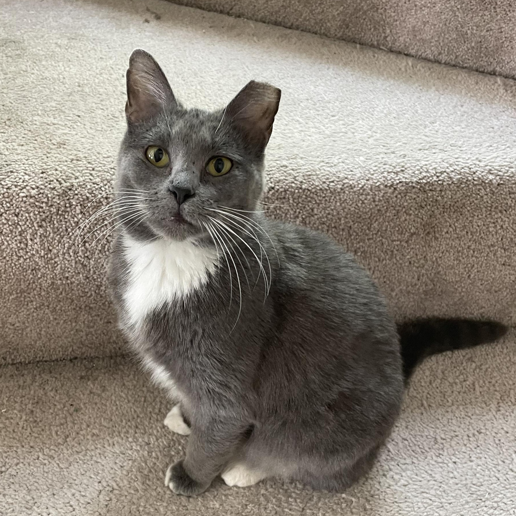 Honey Bunny, ADOPTABLE, Young Female Domestic Short Hair.