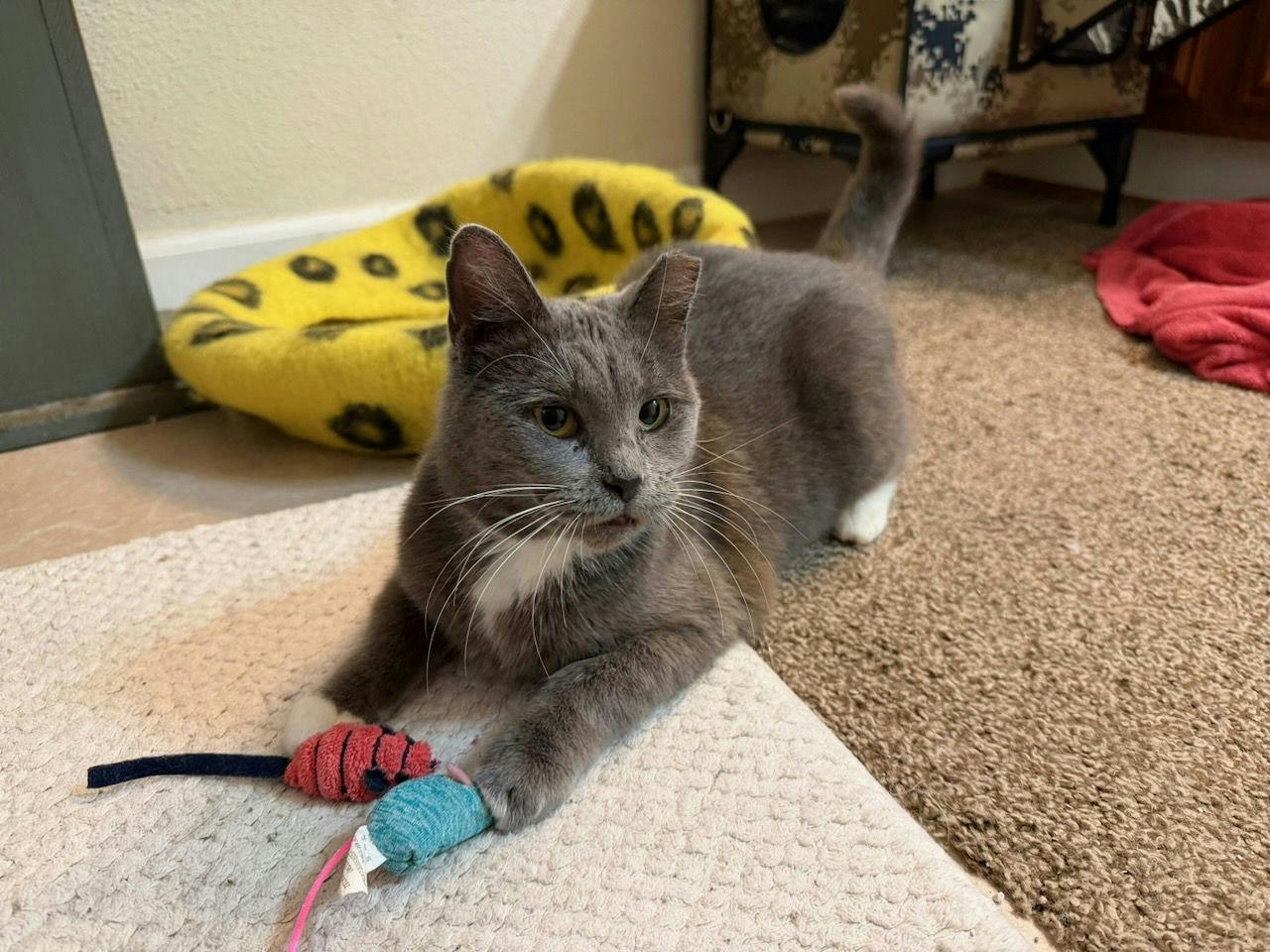 Enlarge Honey Bunny, a ADOPTABLE Domestic Short Hair in Houston, TX image 3/6
