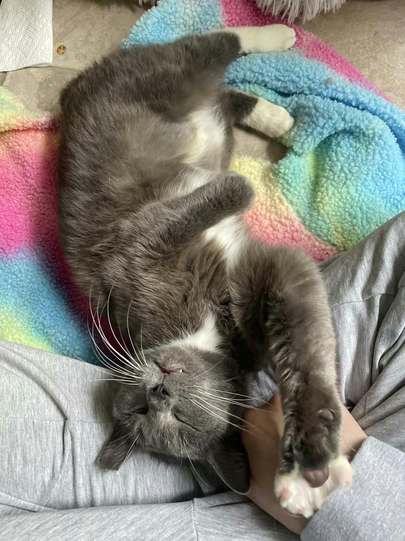 Enlarge Honey Bunny, a ADOPTABLE Domestic Short Hair in Houston, TX image 4/6