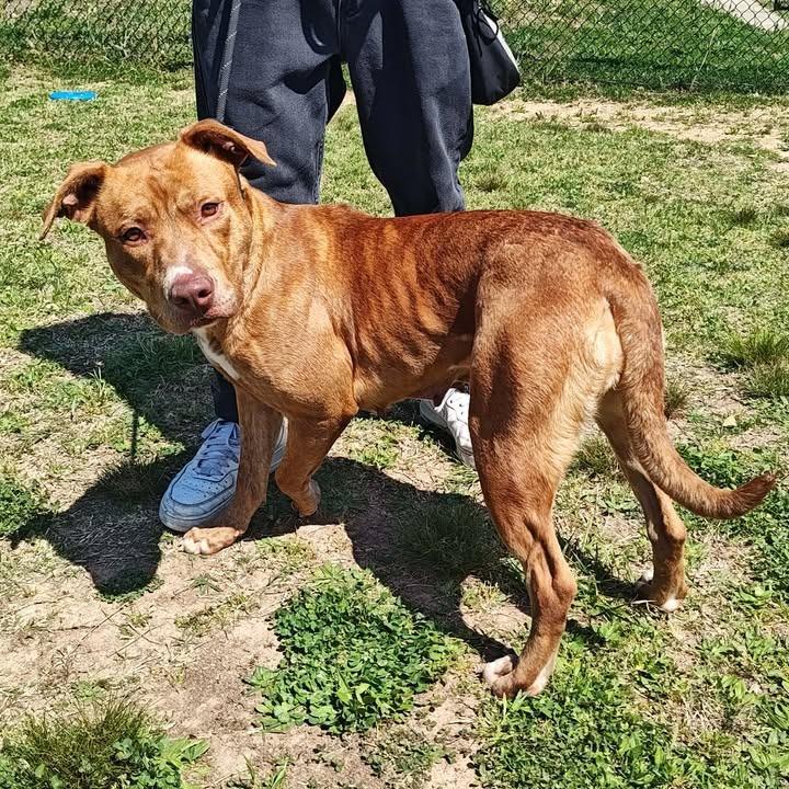 Enlarge Teresa, a Adoptable Pit Bull Terrier in Springdale, AR image 1/6