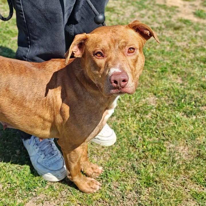 Enlarge Teresa, a Adoptable Pit Bull Terrier in Springdale, AR image 2/6