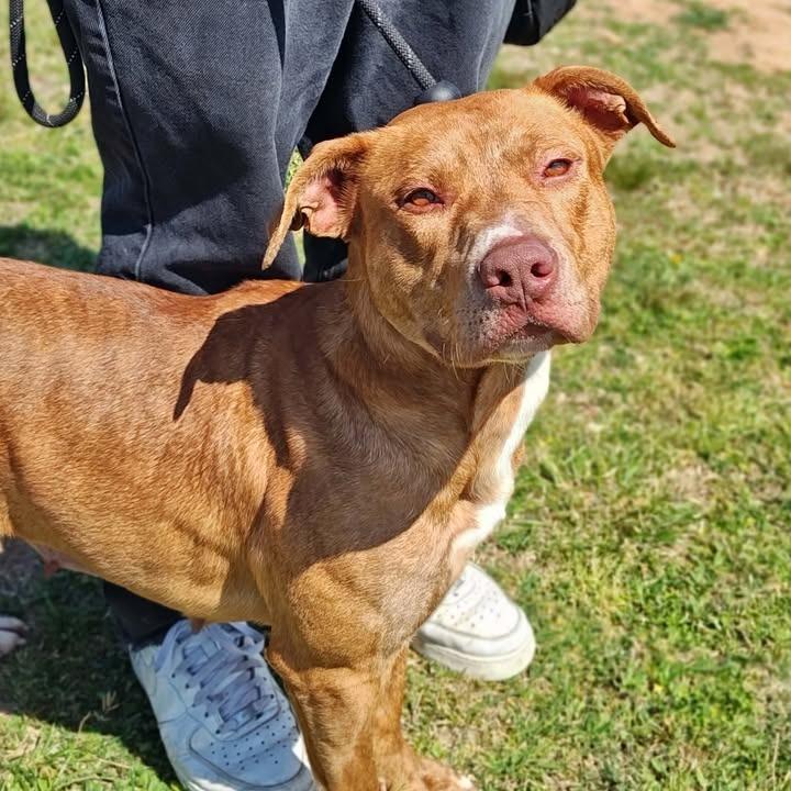 Enlarge Teresa, a Adoptable Pit Bull Terrier in Springdale, AR image 3/6