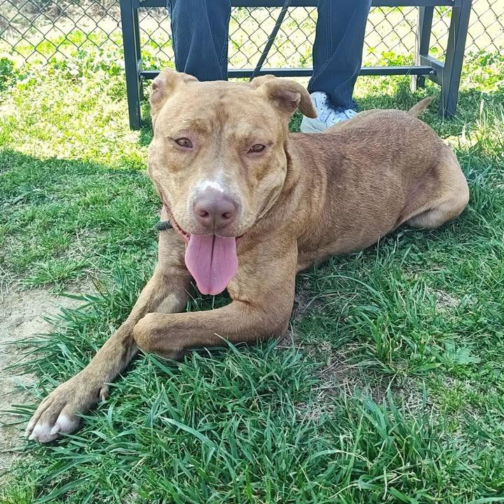Enlarge Teresa, a Adoptable Pit Bull Terrier in Springdale, AR image 4/6