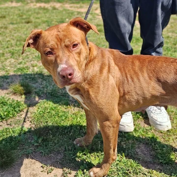 Enlarge Teresa, a Adoptable Pit Bull Terrier in Springdale, AR image 5/6