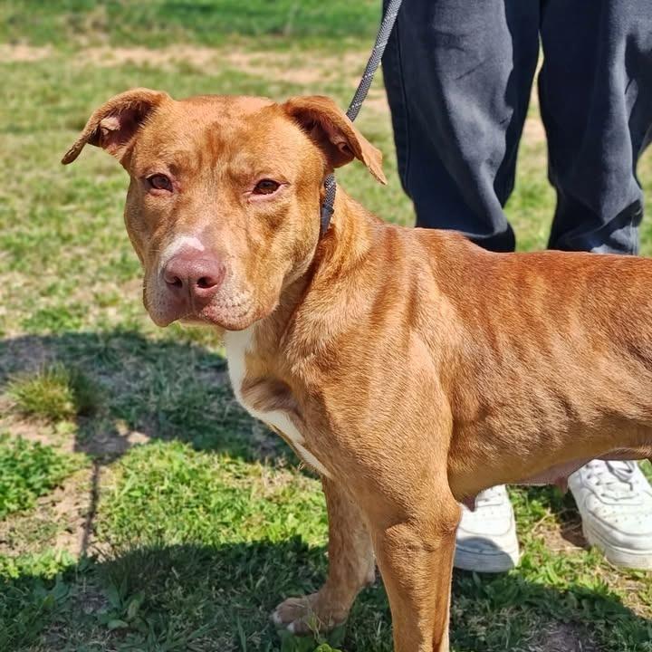 Enlarge Teresa, a Adoptable Pit Bull Terrier in Springdale, AR image 6/6