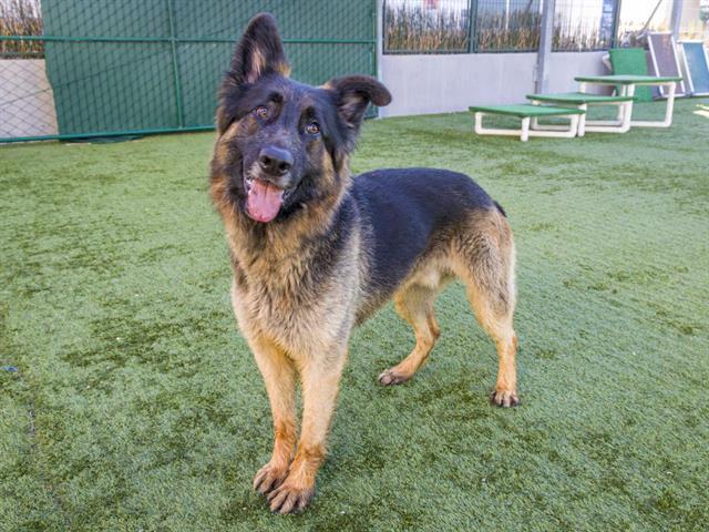 ACHILLES, Adoptable, Adult Male German Shepherd Dog.