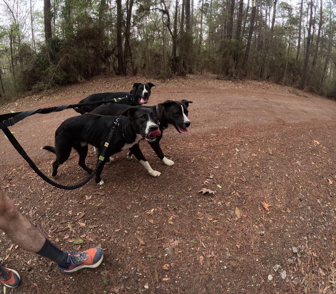 Frederick, Adoptable, Young Male Black Labrador Retriever & Pit Bull Terrier.
