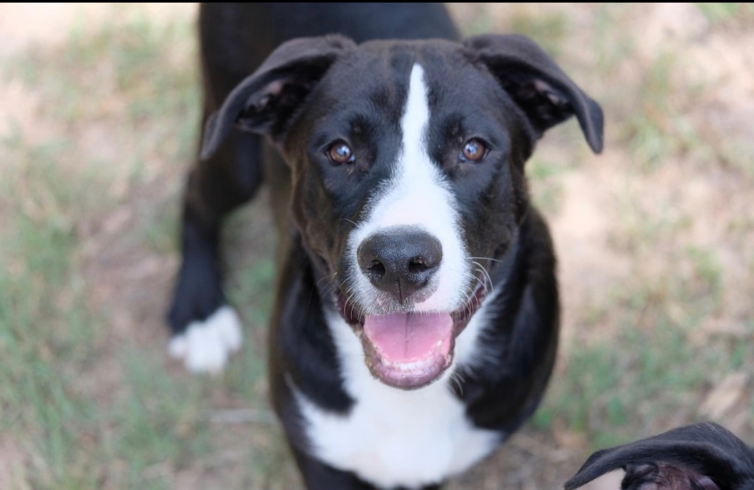 Frederick, a Adoptable mixed breed in New Caney, TX image 2/3