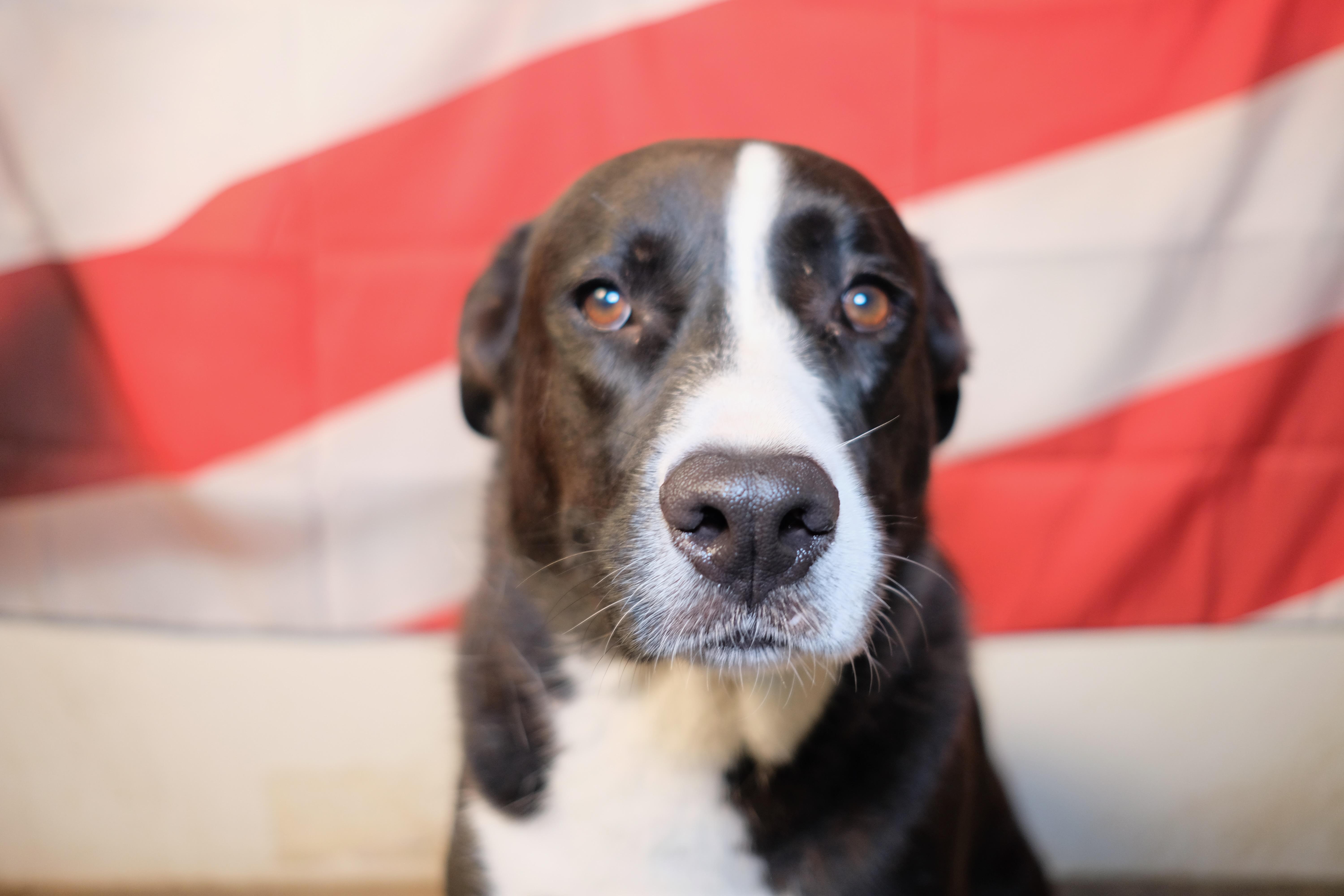 Frederick, a Adoptable mixed breed in New Caney, TX image 3/3